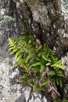 Coastal spleenwort