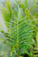 Swamp shield-fern