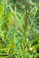 Swamp shield-fern
