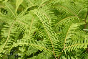 Tangle fern