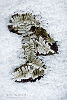 Alpine tangle fern