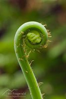 Water fern.