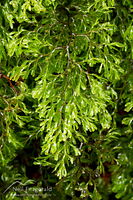 Filmy fern