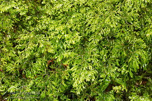 Filmy fern