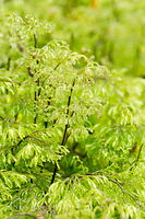 Filmy fern