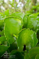 Kidney fern