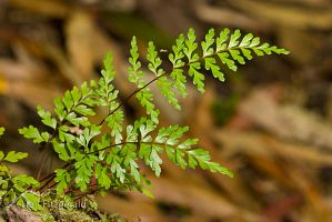 Lindsaea trichomanoides