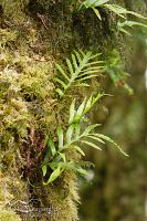 Mountain hounds tongue fern