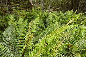 Basin Creek forest