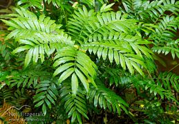 Ferns & allies