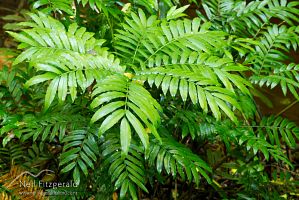 King fern