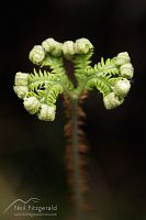 Umbrella fern