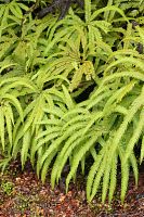 Umbrella fern
