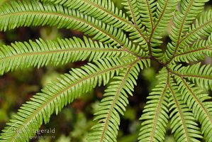 Umbrella fern