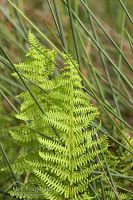 Marsh fern