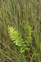 Marsh fern