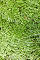 Silver fern