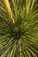 Speargrass