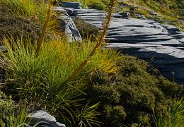 Apiales (speargrasses, carrots & pittosporum)