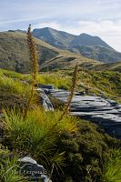 Speargrass