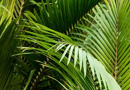 Arecales (palms)