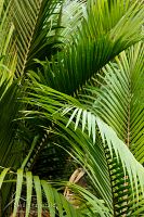 Nikau palm