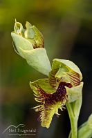 Copper beard orchid