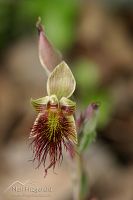 Bearded orchid