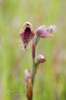 Red bearded orchid