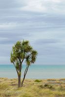 Cabbage tree