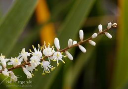 Asparagales (cabbage trees, flax & orchids)