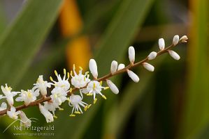 Cabbage tree flowers