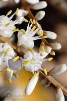 Cabbage tree flowers