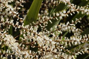 Cabbage tree flowers