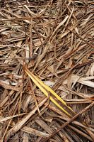 Cabbage tree leaves