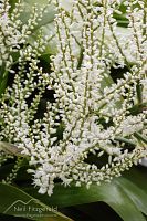 Three Kings cabbage tree