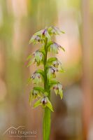Yellow gumland leek orchid