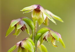 Orchids
