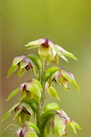 Yellow gumland leek orchid