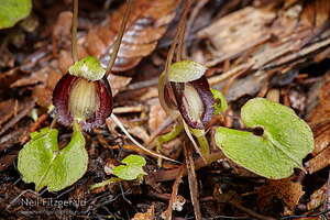 Spider orchid