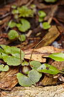 Spider orchid