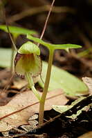 Spider orchid