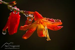 Montbretia flowers