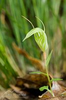 Greenhood orchid