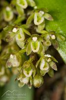 Drymoanthus adversus