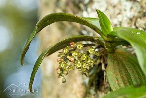 Drymoanthus adversus
