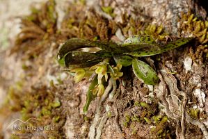 Spotted fleshy tree orchid