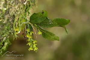 Spotted fleshy tree orchid