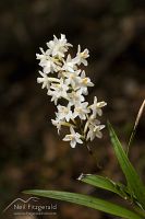 Easter orchid