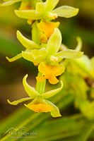 Bamboo orchid